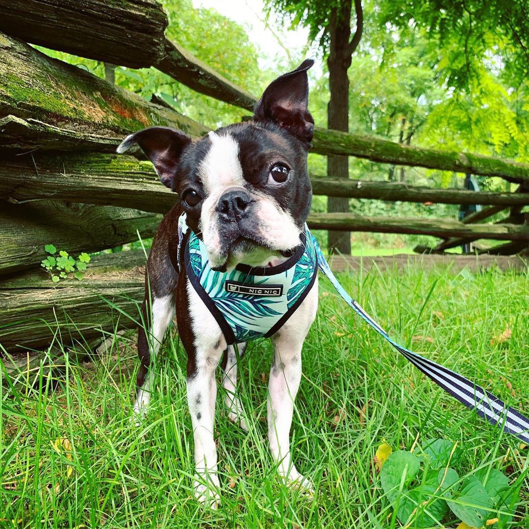 Tropical Leaf Design Harness and Leash Set