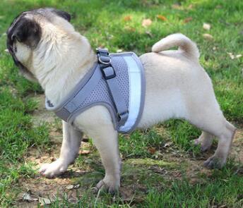 Basics Breathable Reflective Mesh Step-in Dog Harness And Leash Set