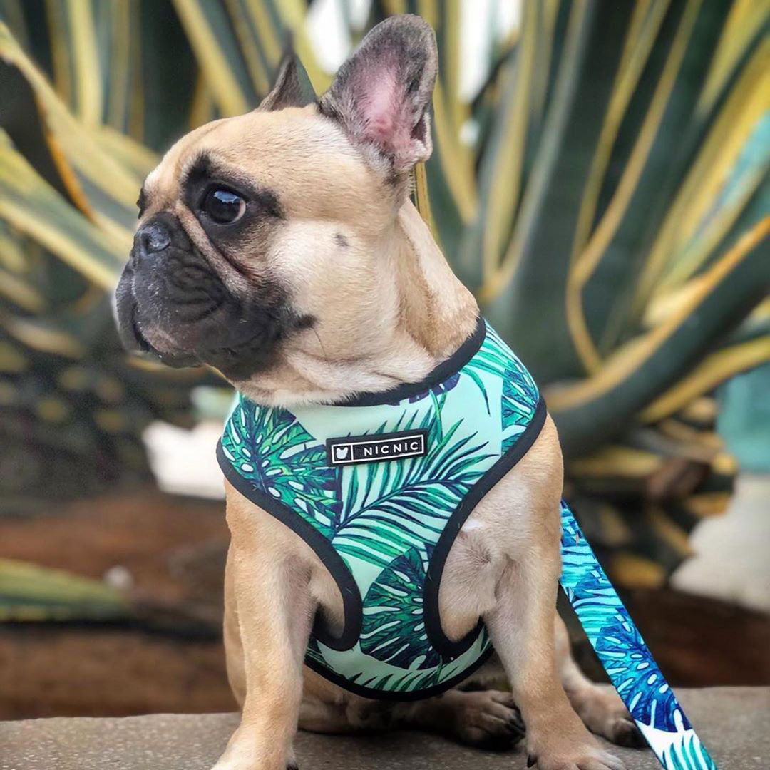 Tropical Leaf Design Harness and Leash Set