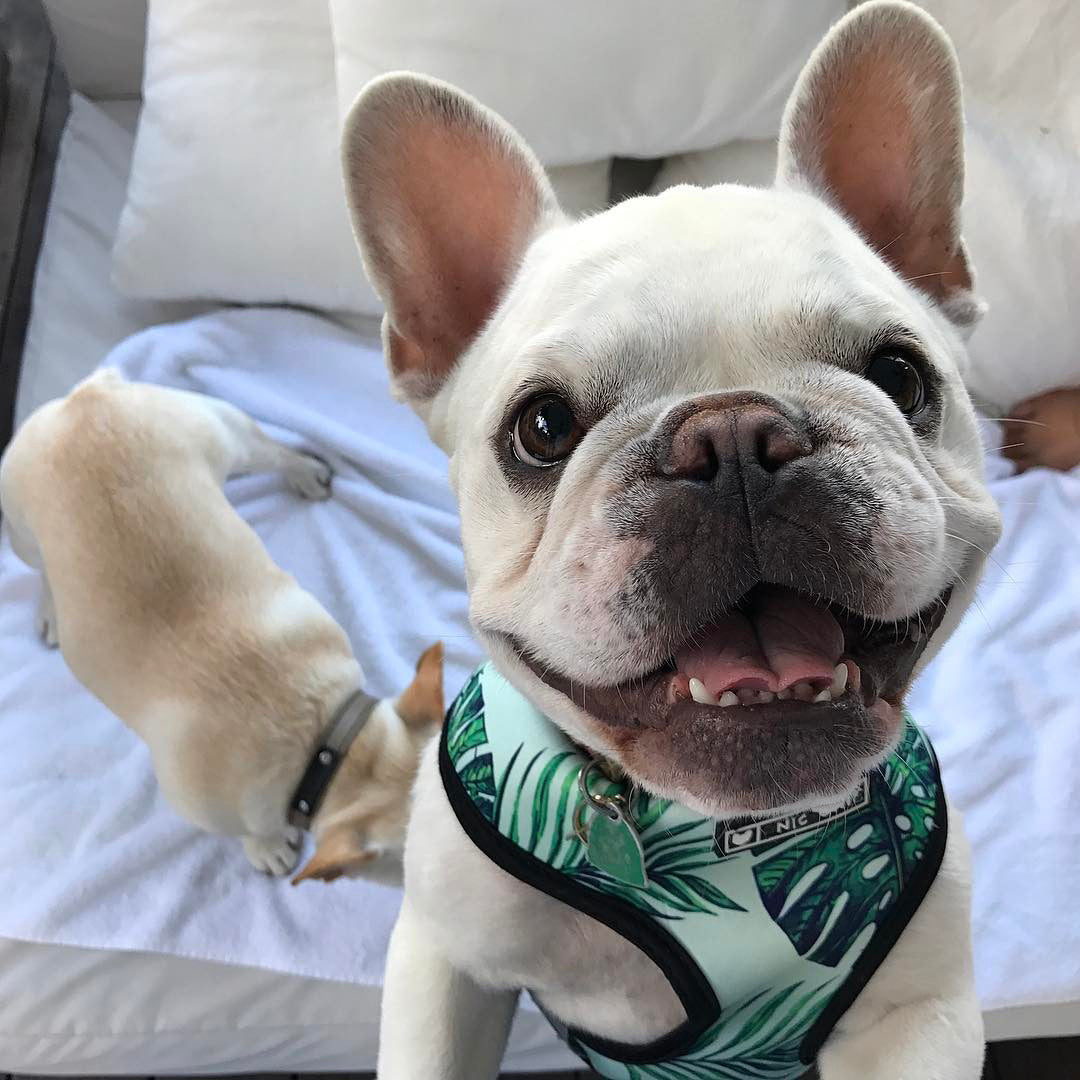Tropical Leaf Design Harness and Leash Set