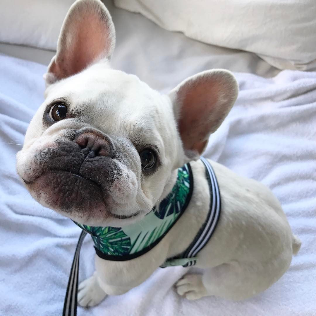 Tropical Leaf Design Harness and Leash Set